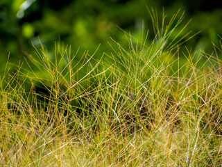 Grass seeds against green background