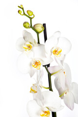 Close up of White orchids flowers isolated on white background