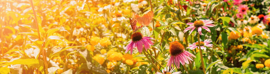 Butterfly on Flower in Summer Meadow for Nature Background. Clipart for Nature Wallpaper Template.