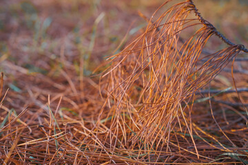 Withered pine branches, forest floor covered with dry pine needles, selective focus on needles, drought and risk of fire in forests. Change of ecology photo for article about fires