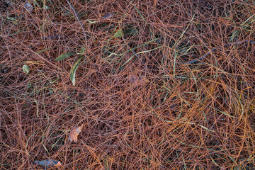 Forest floor covered with dry pine needles, top view, drought and fire danger in the forests. Change of ecology photo for article about fires