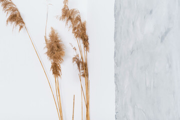 Dried stems and inflorescences of cane against a white wall, selective focus. Fluffy panicles of...