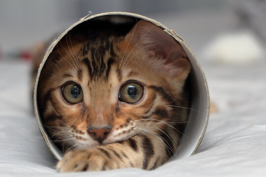 Portrait Of A Bengali Poro Cat