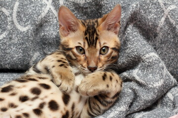 Fototapeta premium portrait of a bengali poro cat