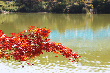 紅葉と池