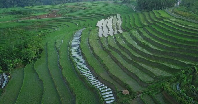 Aerial view of beautiful agricultural rice fields located on a hill near KAJORAN VILLAGE, CENTRAL JAVA, INDONESIA