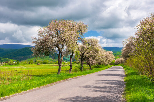 blossoming trees along the asphalt road. carpathian rural scenery in spring. beautiful countryside landscape on a sunny day. clouds on the blue sky above the distant mountains