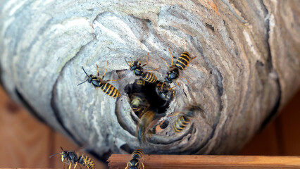 hornet's nest with wasps, selective focus