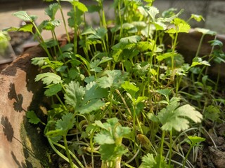 vegetable garden in the garden