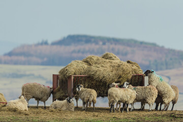 Fototapeta premium A mixed flock of Swaledale sheep and mule sheep feeding on open moorland from a red metal trough in early Spring. Yorkshire Dales, UK. Horizontal. Copy space