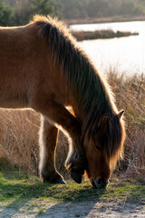Golden brown Icelandic horse pony grazing with sunset light