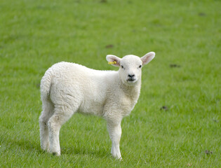 Naklejka na ściany i meble Lambs in Swaledale, Yorkshire Dales