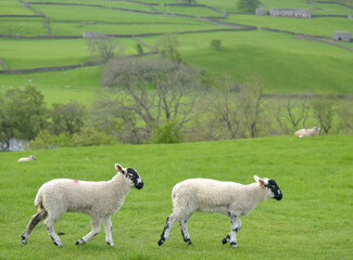 Fototapeta premium Lambs in Swaledale, Yorkshire Dales