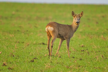 The roe deer (Capreolus capreolus), also known as the roe, western roe deer, or European roe, is a species of deer.