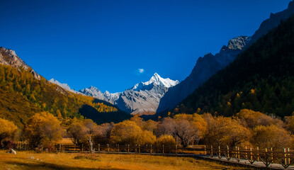 Autumn scenery in Yading Nature Reserve, Daocheng county, Ganzi Tibetan Autonomous Prefecture, Sichuan province of China.