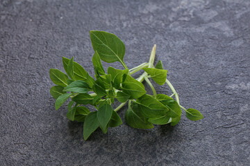 Young fresh green basil leaves