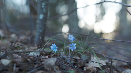 Blue flowers under the forest