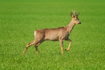 Foto op Aluminium The roe deer (Capreolus capreolus), also known as the roe, western roe deer, or European roe, is a species of deer. © B