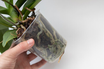 Hand with Orchid Flowers with roots in a pot for transplanting