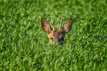 The roe deer (Capreolus capreolus), also known as the roe, western roe deer, or European roe, is a species of deer.