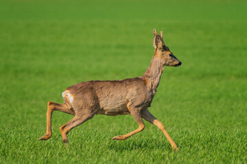 The roe deer (Capreolus capreolus), also known as the roe, western roe deer, or European roe, is a species of deer.