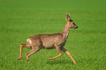 Foto op Canvas The roe deer (Capreolus capreolus), also known as the roe, western roe deer, or European roe, is a species of deer. © B