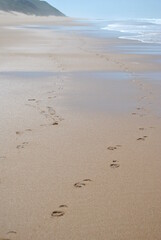 footprints in the sand