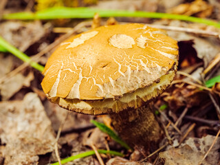 Leccinum mushroom with chewed and cracked cap among the grass and foliage