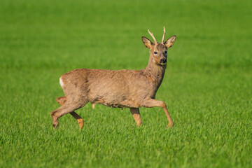 The roe deer (Capreolus capreolus), also known as the roe, western roe deer, or European roe, is a species of deer.
