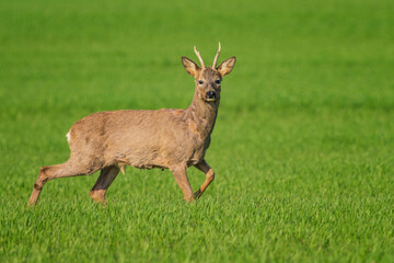The roe deer (Capreolus capreolus), also known as the roe, western roe deer, or European roe, is a species of deer.