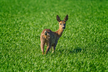 Obraz premium The roe deer (Capreolus capreolus), also known as the roe, western roe deer, or European roe, is a species of deer.