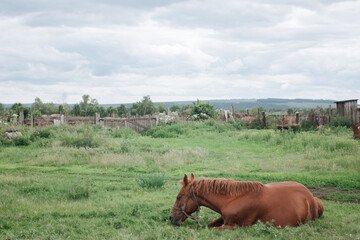 The brown horse is lying on the grass