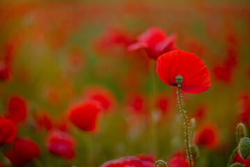 Obraz premium Mid shot of red poppy field soft focus background