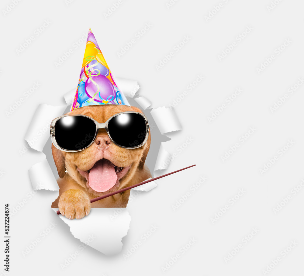 Poster happy mastiff puppy wearing party cap looking through a hole in white paper and pointing away on emp
