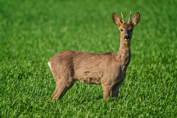 The roe deer (Capreolus capreolus), also known as the roe, western roe deer, or European roe, is a species of deer.