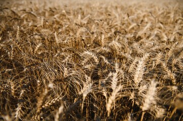 Wheat field. Ears of golden wheat. Beautiful Sunset Landscape. Background of ripening ears. Ripe...