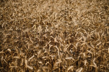 Wheat field. Ears of golden wheat. Beautiful Sunset Landscape. Background of ripening ears. Ripe cereal crop. close up
