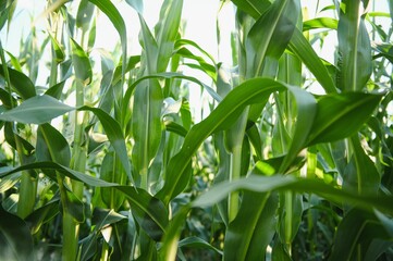 Green field of young corn under the sunlight