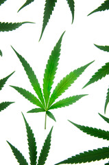 cannabis leaf on white background