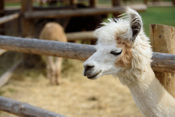 Obraz premium a white llama in a nature park on a sunny day