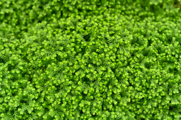 Carbon Neutral. Selaginella kraussiana plant is a species of vascular plant in the family Selaginellaceae. It is referred to by the common names Krauss' spikemoss, Krauss's clubmoss,