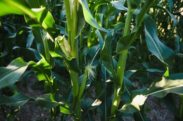 Green field of young corn under the sunlight