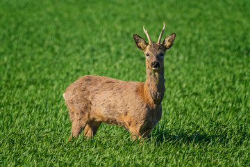 The roe deer (Capreolus capreolus), also known as the roe, western roe deer, or European roe, is a species of deer.