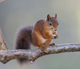 red squirrel on a branch
