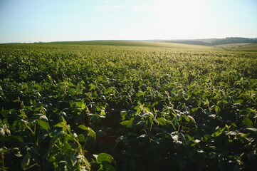 Soy field in early morning. Soy agriculture.