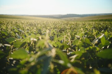 Soy field and soy plants in early morning light. Soy agriculture