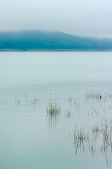 Beautiful morning landscape with dry plants on water surface.