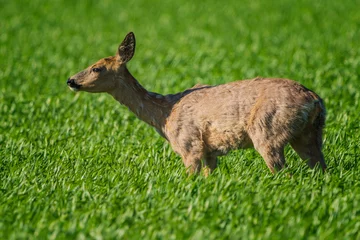 Fotobehang The roe deer (Capreolus capreolus), also known as the roe, western roe deer, or European roe, is a species of deer. © B