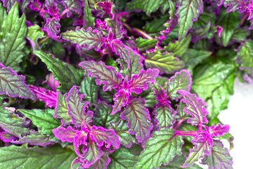 Velvet Plant purple Passion leaves - Latin name : Gynura aurantiaca Purple Passion. Gynura leaves with violet  © SevenSky