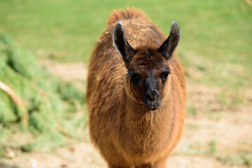 brown llama in nature park on sunny day in green grass